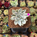 Pachyveria 'Apollon' Variegated 2" Succulent Plant Cutting