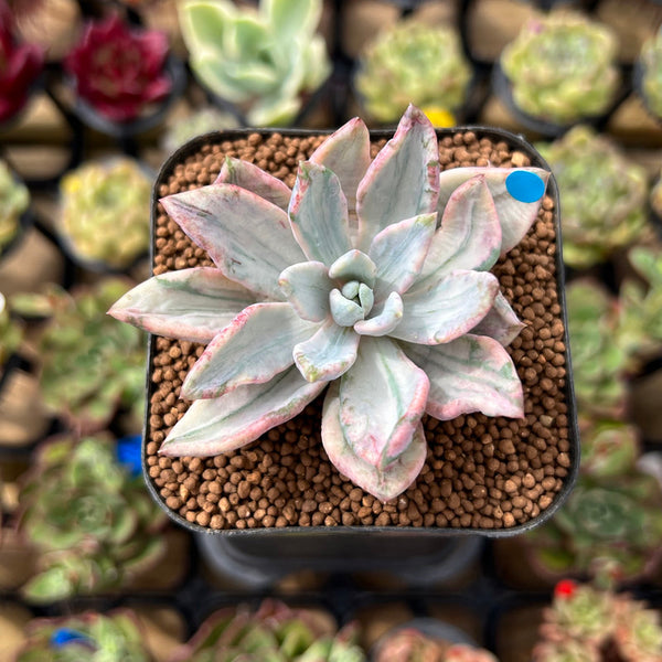 Pachyveria 'Apollon' Variegated 2" Succulent Plant Cutting