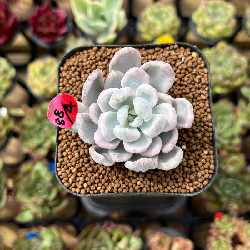 Pachyveria 'Roly-Poly' Variegated 2" Succulent Plant Cutting