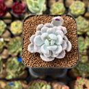 Pachyveria 'Roly-Poly' Variegated 2" Succulent Plant Cutting