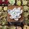 Pachyveria 'Roly-Poly' Variegated 2" Succulent Plant Cutting