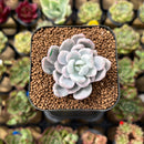 Pachyveria 'Roly-Poly' Variegated 2" Succulent Plant Cutting