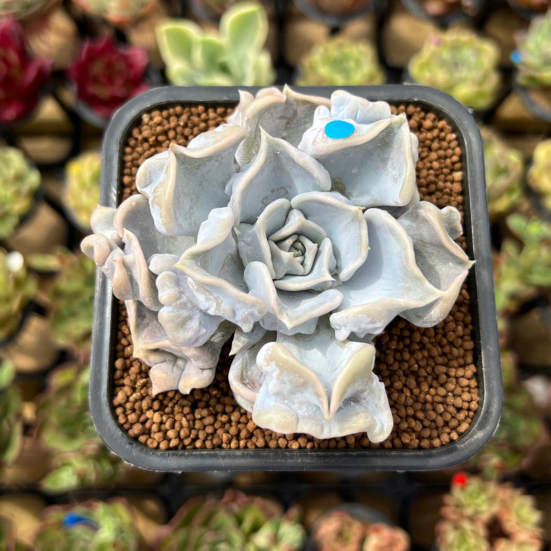 Echeveria 'Thriller Pearl' 2"-3" Succulent Plant Cutting