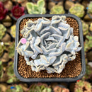 Echeveria 'Thriller Pearl' 2"-3" Succulent Plant Cutting