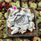 Echeveria 'Thriller Pearl' 2"-3" Succulent Plant Cutting