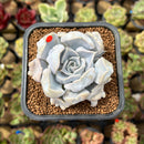 Echeveria 'Thriller Pearl' 2"-3" Succulent Plant Cutting