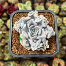 Echeveria 'Thriller Pearl' 2"-3" Succulent Plant Cutting