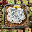 Echeveria 'Thriller Pearl' 2"-3" Succulent Plant Cutting