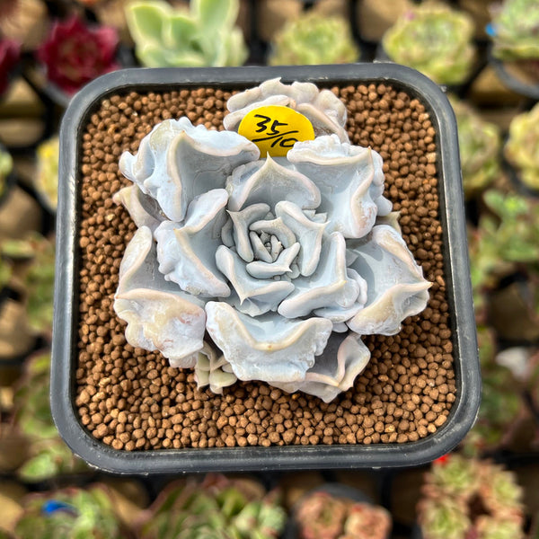 Echeveria 'Thriller Pearl' 2"-3" Succulent Plant Cutting