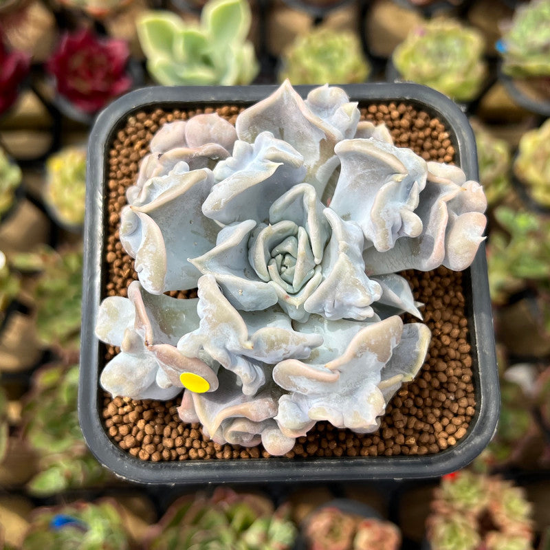 Echeveria 'Thriller Pearl' 2"-3" Succulent Plant Cutting