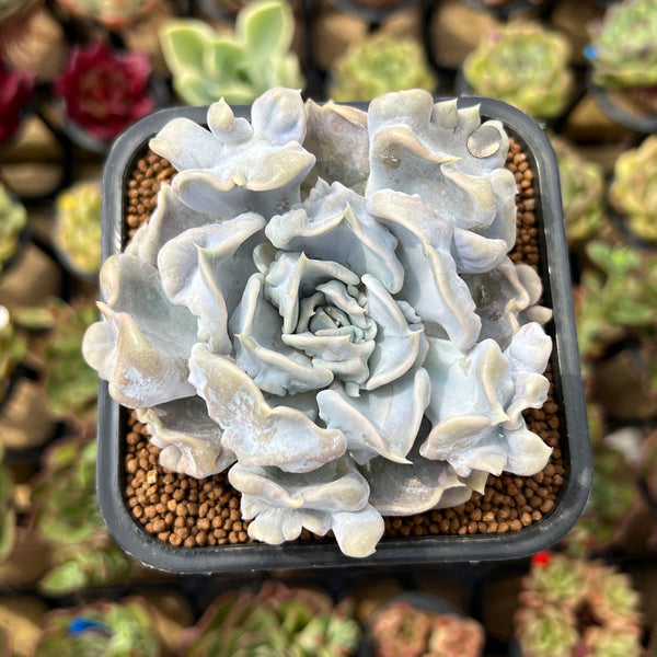 Echeveria 'Thriller Pearl' 2"-3" Succulent Plant Cutting