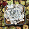 Echeveria 'Thriller Pearl' 2"-3" Succulent Plant Cutting