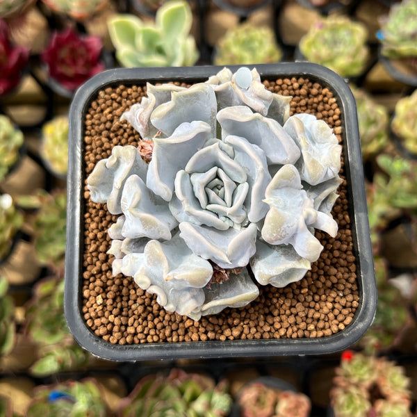 Echeveria 'Thriller Pearl' 2"-3" Succulent Plant Cutting