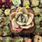 Echeveria 'Mozzi' 2" Succulent Plant Cutting