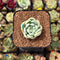 Echeveria 'Bubble Love' 1" Succulent Plant Cutting