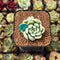 Echeveria 'Bubble Love' 1" Succulent Plant Cutting