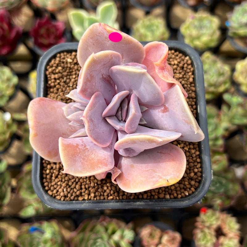 Echeveria 'Valkyrie' 2" Succulent Plant Cutting