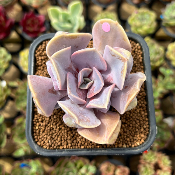 Echeveria 'Valkyrie' 2" Succulent Plant Cutting