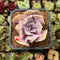 Echeveria 'Valkyrie' 2" Succulent Plant Cutting