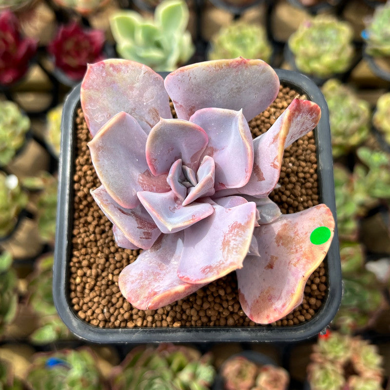 Echeveria 'Valkyrie' 2" Succulent Plant Cutting