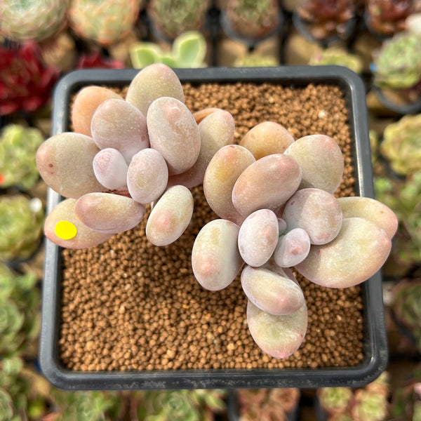 Pachyphytum 'Hong Miin' 2" Succulent Plant Cutting