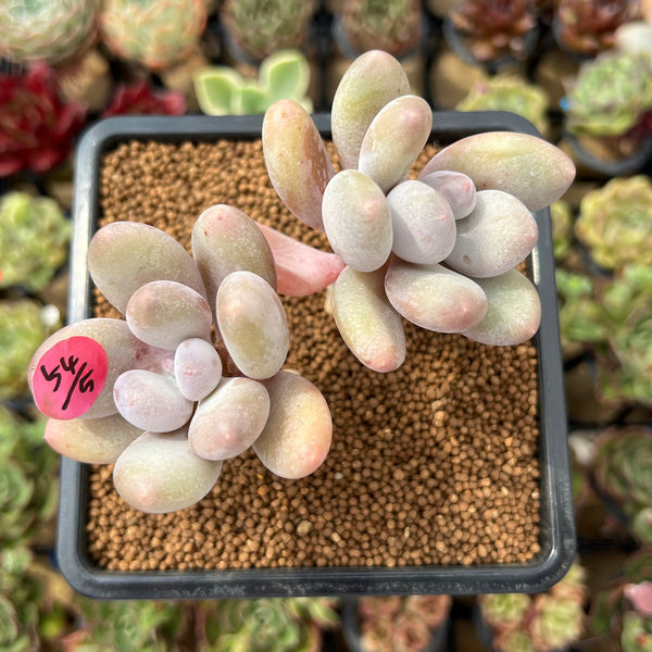 Pachyphytum 'Hong Miin' 2" Succulent Plant Cutting