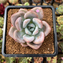 Graptoveria 'Opalina' Hybrid 3" Succulent Plant Cutting