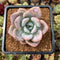 Graptoveria 'Opalina' Hybrid 3" Succulent Plant Cutting