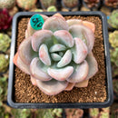 Graptoveria 'Opalina' Hybrid 3" Succulent Plant Cutting