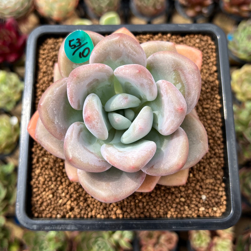 Graptoveria 'Opalina' Hybrid 3" Succulent Plant Cutting