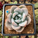 Graptoveria 'Opalina' Hybrid 3" Succulent Plant Cutting