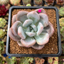 Graptoveria 'Opalina' Hybrid 3" Succulent Plant Cutting