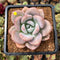 Graptoveria 'Opalina' Hybrid 3" Succulent Plant Cutting