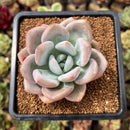 Graptoveria 'Opalina' Hybrid 3" Succulent Plant Cutting