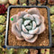 Graptoveria 'Opalina' Hybrid 3" Succulent Plant Cutting