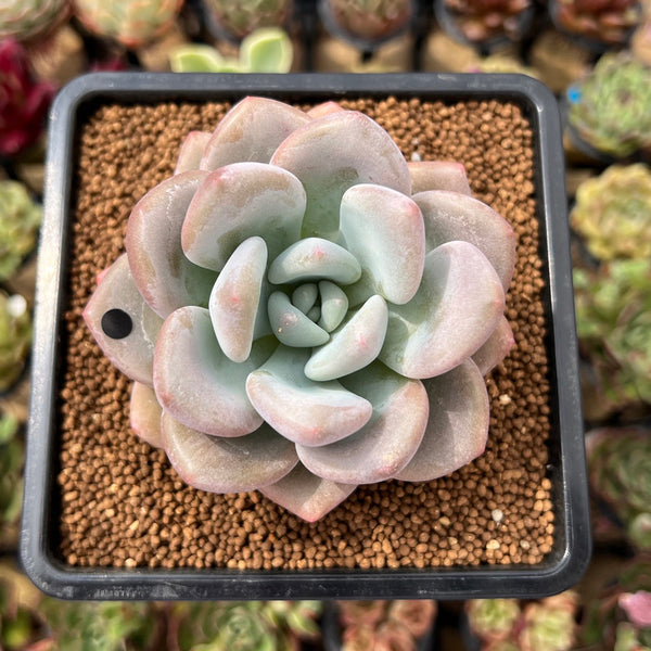 Graptoveria 'Opalina' Hybrid 3" Succulent Plant Cutting