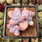 Graptoveria 'Raon' 3" Succulent Plant Cutting