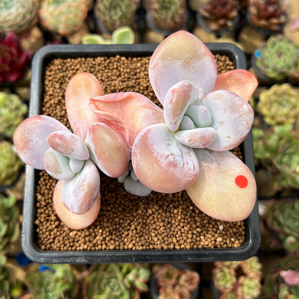 Graptoveria 'Raon' 3" Succulent Plant Cutting