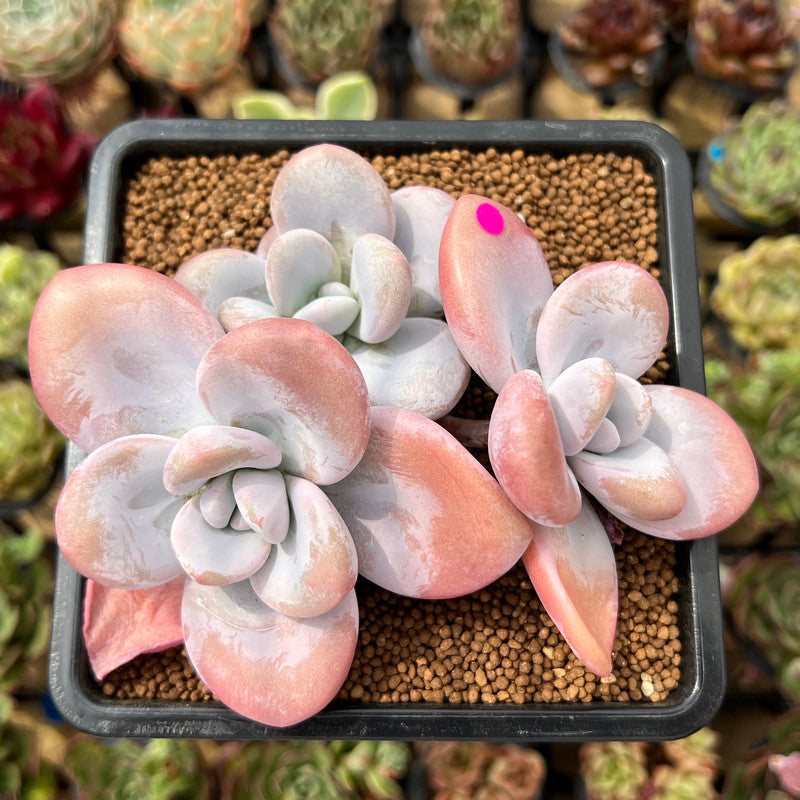 Graptoveria 'Raon' 3" Succulent Plant Cutting