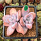 Graptoveria 'Raon' 3" Succulent Plant Cutting