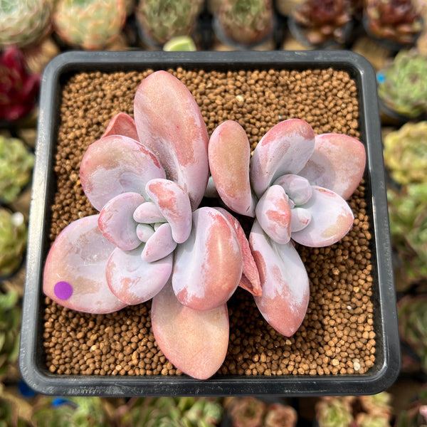 Graptoveria 'Raon' 3" Succulent Plant Cutting