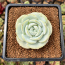 Echeveria 'Snow Garden' 3" Succulent Plant Cutting