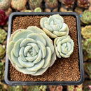 Echeveria 'Snow Garden' 3"-4" Succulent Plant Cutting