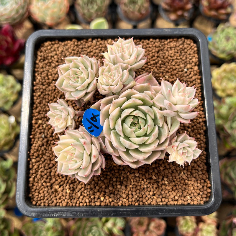 Echeveria 'Margaret' Variegated 3" Succulent Plant Cutting