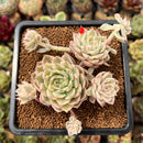 Echeveria 'Margaret' Variegated 3" Succulent Plant Cutting