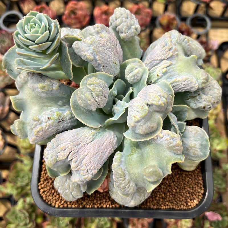 Echeveria 'Castle' 4" Succulent Plant Cutting