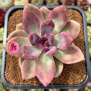 Echeveria 'Pink Tulip' 3" Succulent Plant Cutting