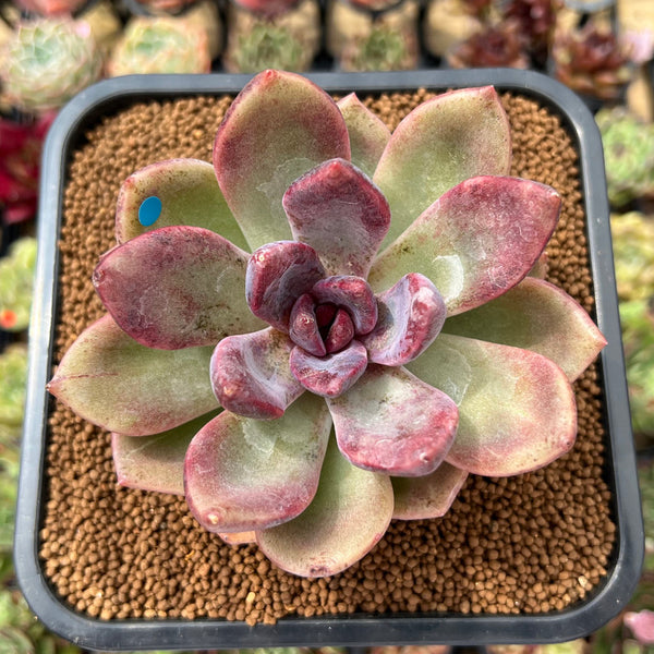 Echeveria 'Pink Tulip' 3" Succulent Plant Cutting