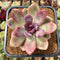 Echeveria 'Pink Tulip' 3" Succulent Plant Cutting