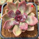 Echeveria 'Pink Tulip' 3" Succulent Plant Cutting